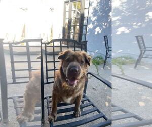 Australian Shepherd-Unknown Mix Dogs for adoption in Woodland, CA, USA