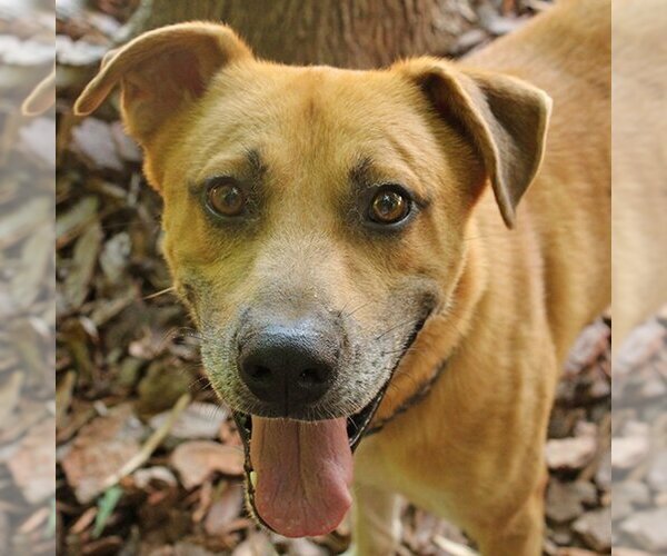 Medium Photo #3 Mutt Puppy For Sale in McCormick, SC, USA