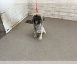 Small Shih Tzu
