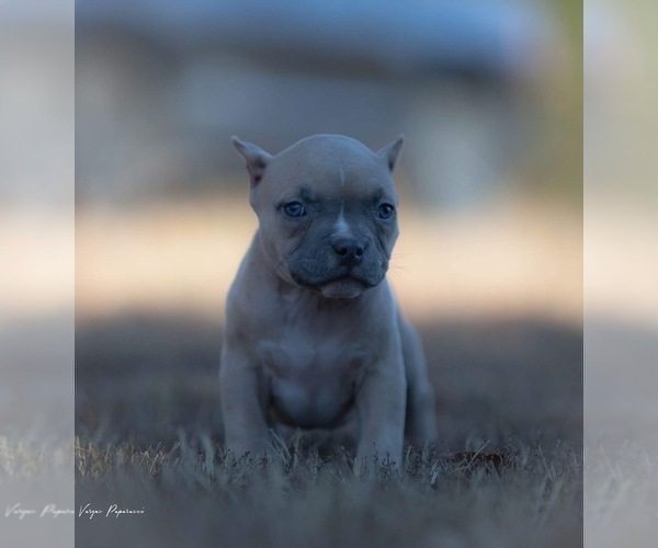 Full screen Photo #4 American Bully Puppy For Sale in BAKERSFIELD, CA, USA