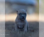 Small Photo #4 American Bully Puppy For Sale in BAKERSFIELD, CA, USA