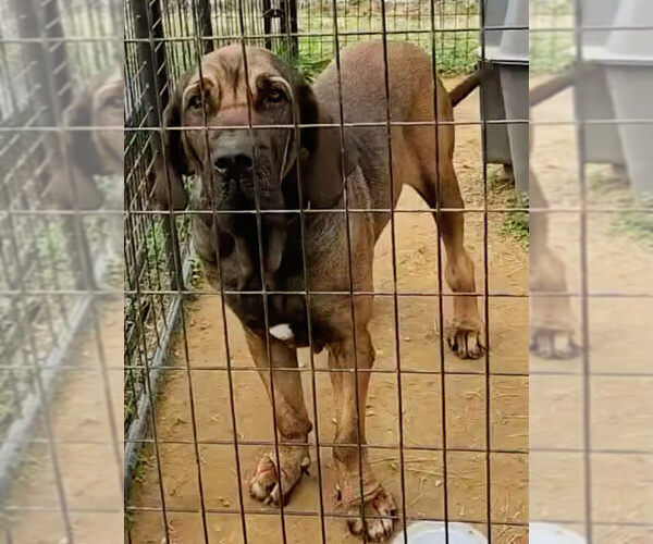 Medium Photo #9 Brazilian Mastiff Puppy For Sale in Jasper, AL, USA