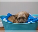 Small Photo #10 Shorkie Tzu Puppy For Sale in MARIETTA, GA, USA