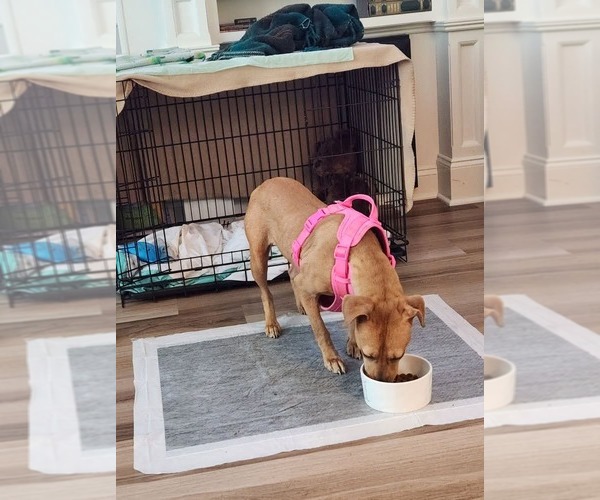 Medium Photo #1 Labrador Retriever-Unknown Mix Puppy For Sale in Holly Springs, NC, USA