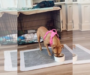 Labrador Retriever-Unknown Mix Dogs for adoption in Holly Springs, NC, USA