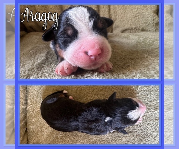 Medium Photo #5 Bernese Mountain Dog Puppy For Sale in MERRILL, MI, USA