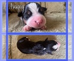 Small #4 Bernese Mountain Dog