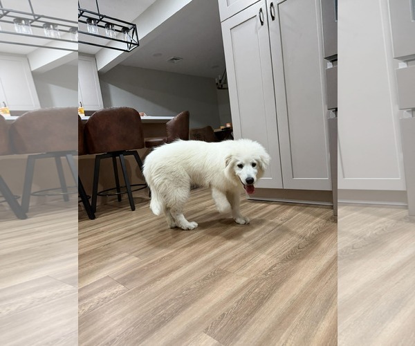 Medium Photo #2 Great Pyrenees-Unknown Mix Puppy For Sale in pomfret, CT, USA