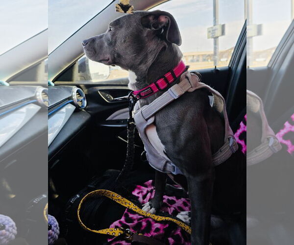 Medium Photo #15 American Pit Bull Terrier-Labrador Retriever Mix Puppy For Sale in Princeton, MN, USA
