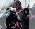 Small #14 American Pit Bull Terrier-Labrador Retriever Mix