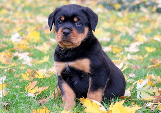 Rottweiler Puppy for sale in MOUNT JOY, PA, USA
