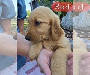 Golden Retriever Puppy for sale in HOLTON, MI, USA