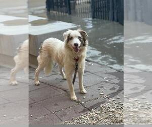 Border Collie Dogs for adoption in Santa Maria, CA, USA
