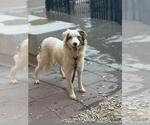 BOOMER - Male Border Collie Dog for Adoption - Small photo