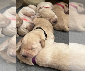Medium Golden Labrador