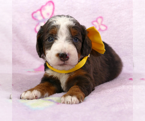 Bernedoodle (Miniature) Puppy for Sale in ROY, Utah USA