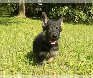 German Shepherd Dog Puppy for Sale in HOMECROFT, Indiana USA