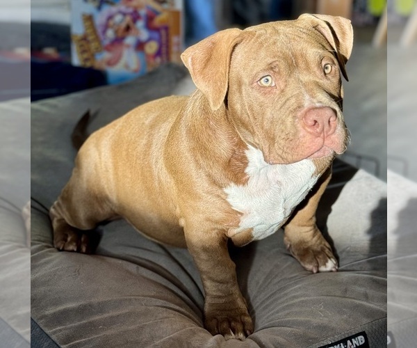 Medium Photo #2 American Bully Puppy For Sale in GILBERT, AZ, USA