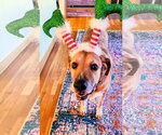 Small Photo #16 Labrador Retriever-Unknown Mix Puppy For Sale in Rockaway, NJ, USA