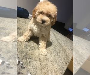 Poodle (Toy) Puppy for sale in ARLINGTON, VA, USA