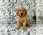 Small #5 Golden Retriever