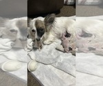 Small Photo #1 Papitese Puppy For Sale in ATOKA, OK, USA