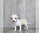 Small Chihuahua