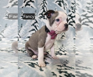 Boston Terrier Puppy for sale in MINERAL WELLS, WV, USA