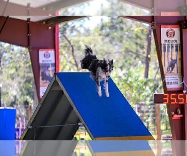 Medium Photo #10 Border Collie Puppy For Sale in MOSIER, OR, USA