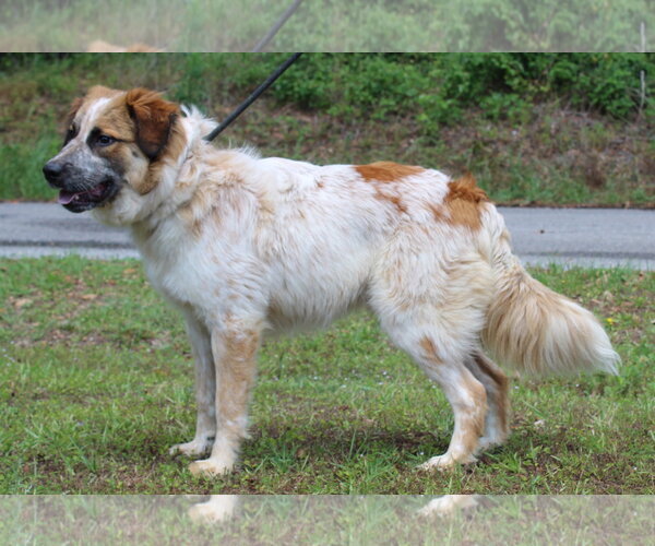 Medium Photo #3 Aussie Pyrenees Puppy For Sale in Prattville, AL, USA