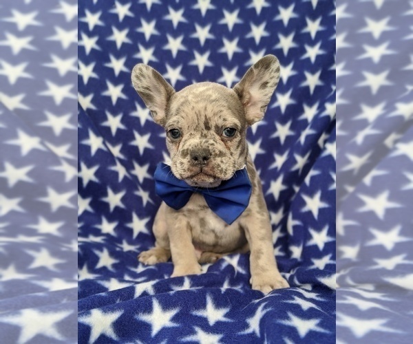 Medium Photo #5 French Bulldog Puppy For Sale in CLAY, PA, USA