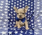 Small Photo #5 French Bulldog Puppy For Sale in CLAY, PA, USA