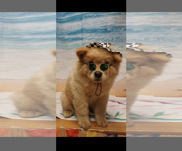 Medium Photo #2 Chow Chow Puppy For Sale in Prescott, Ontario, Canada