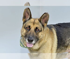 German Shepherd Dog Dogs for adoption in Pasadena, CA, USA