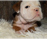Small Photo #15 English Bulldog Puppy For Sale in VERONA, MO, USA