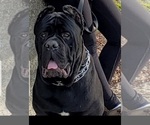 Small Photo #8 Bullmastiff-Cane Corso Mix Puppy For Sale in BLACKWELL, MO, USA