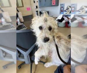 Mutt Dogs for adoption in Chula Vista, CA, USA