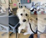 Small Mutt