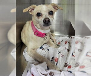 Chihuahua Dogs for adoption in Bakersfield, CA, USA