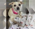 Small Chihuahua