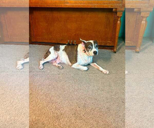 Medium Photo #2 American Bulldog-Unknown Mix Puppy For Sale in New Oxford , PA, USA