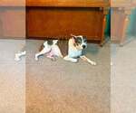 Small #1 American Bulldog Mix