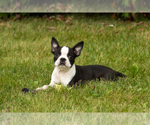 Boston Terrier Puppy for sale in MILFORD, IN, USA