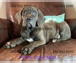 Puppy Purple Collar M Cane Corso