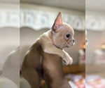 Small #8 French Bulldog