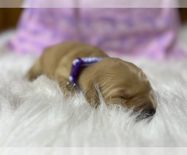 Medium Photo #5 Golden Retriever Puppy For Sale in NEOLA, WV, USA