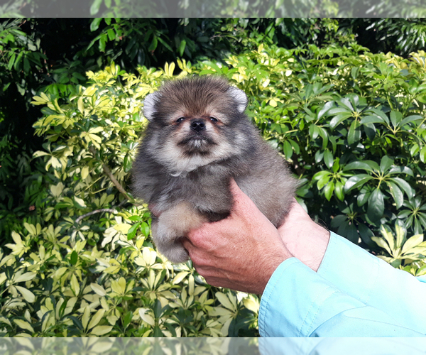 Medium Photo #6 Pomeranian Puppy For Sale in WEST PALM BEACH, FL, USA