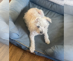Small #13 Mutt