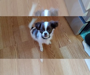 Shih Tzu Puppy for sale in CANTON, MI, USA