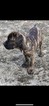 Small Photo #10 Cane Corso Puppy For Sale in HILLSBORO, OR, USA